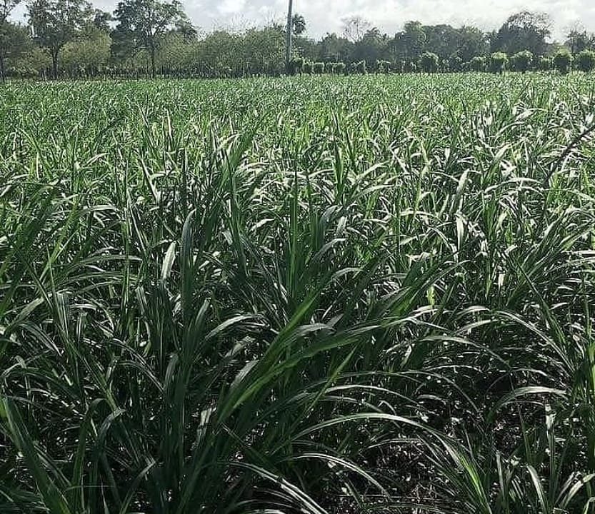 Smaralfalfa Progreso partnership